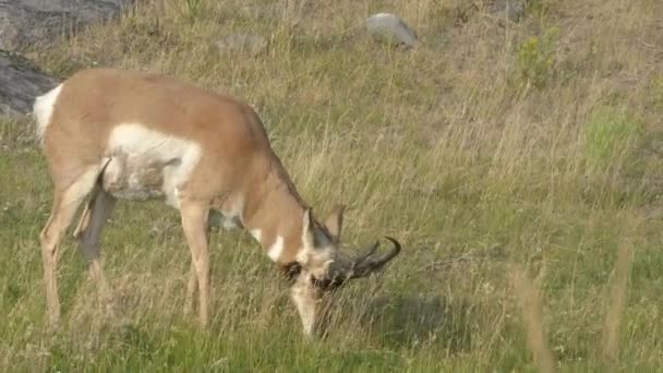 Un antílope de claxon de pastoreo en yellowstone np — Vídeo de stock