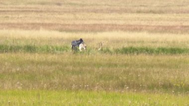 Yellowstone Ulusal Parkı 'nda geyik leşi yiyen bir çift gri kurt.