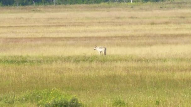 Tracking shot of a light colored grey wolf walking in gibbon meadows of yellowstone national park — Stock Video