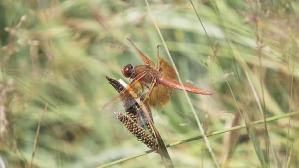Slow motion zijaanzicht van een vlam skimmer libelle in yellowstone National Park — Stockvideo