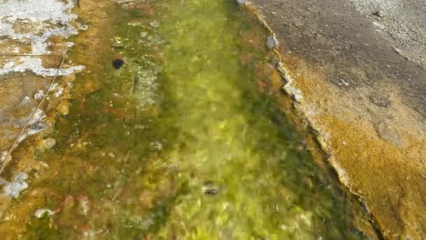 Žlutá a zelená sinice v termální vodě u žlutého kamene — Stock video