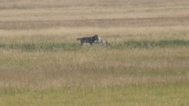 Ein grauer Wolf schnappt seinen Begleiter in Yellowstone — Stockvideo