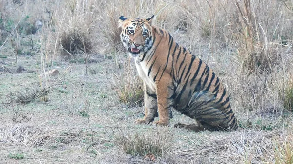 Tigre ourson grogne à tadoba en Inde — Photo