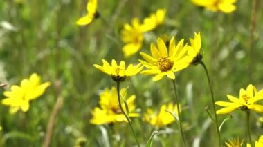 Yellowstone Ulusal Parkı 'ndaki parlak sarı arnica çiçeklerine yakın durun.