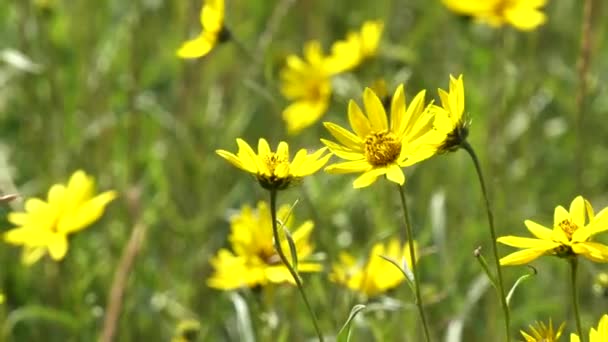 Zblízka několik jasně žlutých květin arnica v národním parku Yellowstone — Stock video