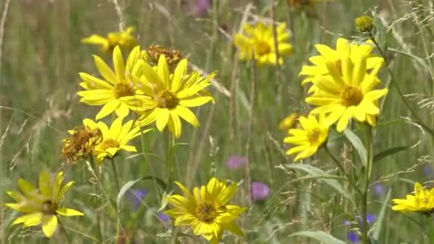 Flores de árnica amarilla en el parque nacional de Yellowstone — Vídeos de Stock