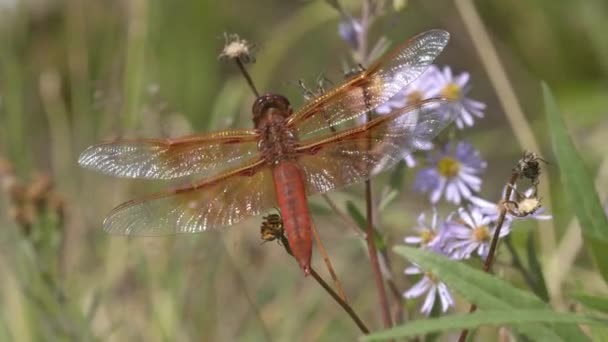 écumeur de flamme libellule dans le parc national de Yellowstone 