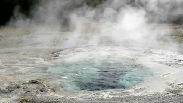 Spasmodic geyser in yellowstone national park, usa — Stock Video