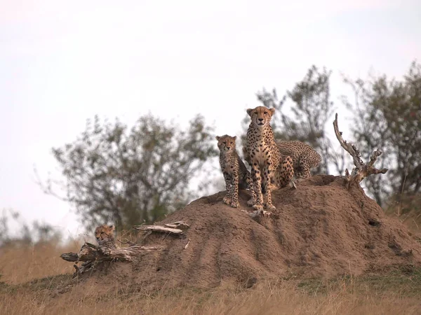 Chita mãe e filhotes sentar em um monte de cupins em masai mara — Fotografia de Stock