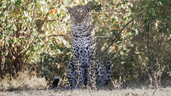 Siedzi lampart patrzy w aparat w masai mara — Zdjęcie stockowe