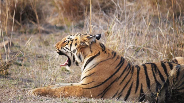 Nahaufnahme eines Tigerjungen, der bei Tadoba gähnt — Stockfoto