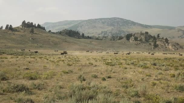 黄石公园的拉玛山谷中的一群野牛 — 图库视频影像
