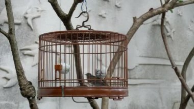 Hong Kong, Çin 'deki fa yuen kuş pazarında satılık bir kuş.