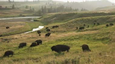 Öğleden sonra Yellowstone Ulusal Parkı 'ndaki Lamar nehrinin kıyısında bir bizon sürüsünün çekimi.