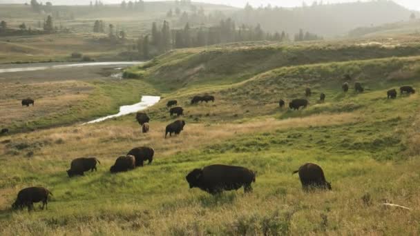 Colpo Nel Tardo Pomeriggio Branco Bisonti Vicino Fiume Lamar Nel — Video Stock