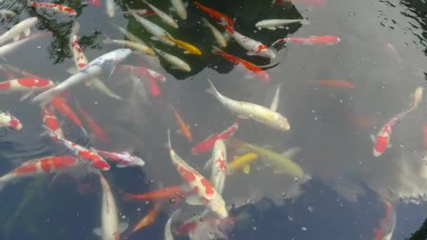 étang de koï au monastère po lin à hong kong, Chine 