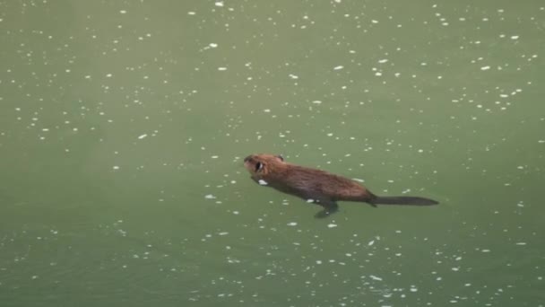 Een Foto Van Een Bever Die Zwemt Lamar Rivier Van — Stockvideo