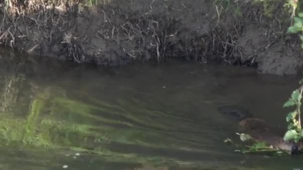 Castor Nada Com Galho Árvore Rio Lamar Parque Nacional Yellowstone — Vídeo de Stock