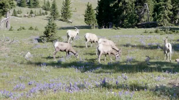 Flock Getlamm Får Betar Tvättsvamp Yellowstone Nationalpark Usa — Stockvideo