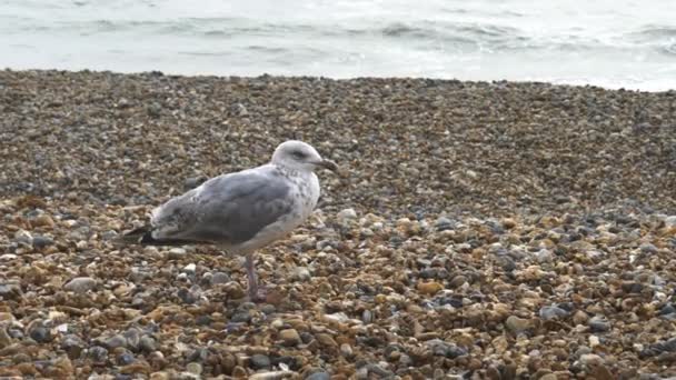 Slow Motion Clip Seagull Brighton Beach England Recorded 180Fps — Stock Video