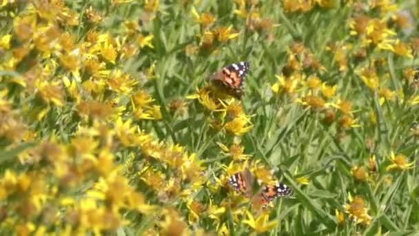 Zwei Gemalte Schmetterlinge Auf Gelben Wildblumen Bei Washburn Yellowstone Nationalpark — Stockvideo