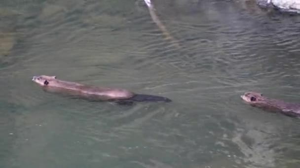 两只海狸在美国黄石国家公园的拉玛河里游泳的高角跟踪镜头 — 图库视频影像