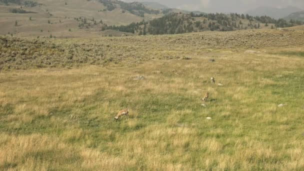 Wide shot of three pronghorn antelope in the lamar valley of yellowstone — Stock Video