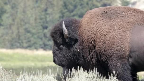 Una foto de un bisonte macho en el parque nacional de Yellowstone — Vídeos de Stock