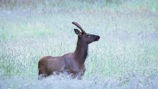 Tembakan pagi hari dari rusa jantan waspada di Yellowstone — Stok Video