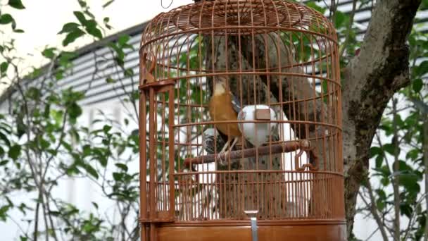 Jaula de pájaro cantando en el mercado de aves de Monroe en Hong Kong — Vídeos de Stock