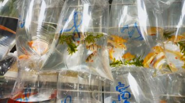 Mongkok pazarlarında tropik balık içeren plastik poşetleri kapatın.