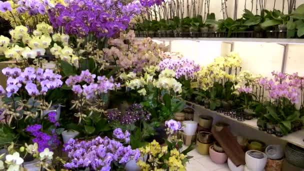 Hong Kong 'daki fa yuen çiçek pazarındaki orkidelere yakınlaş. — Stok video