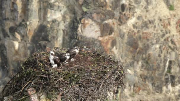 Vue grand angle des poussins balbuzards au point d'artiste dans la pierre jaune — Video