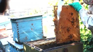 Arıcı bir kovan arı kolonisi veya toplama bal Sağlık sağlamak için kontrol. Sağlıklı yaşam tarzı