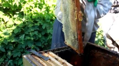 Arıcı bir kovan arı kolonisi veya toplama bal Sağlık sağlamak için kontrol. Sağlıklı yaşam tarzı