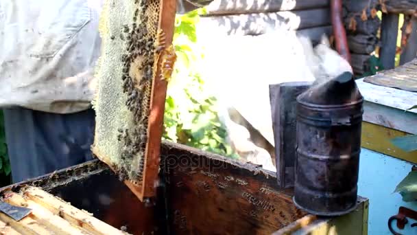 Пчеловод проверяет пчелиный улей, чтобы обеспечить здоровье пчелиной колонии или собирать мед. Здоровый образ жизни — стоковое видео