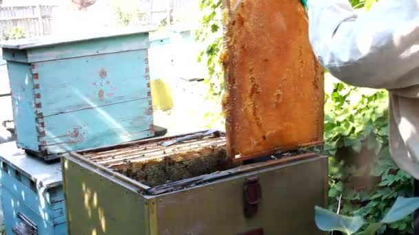 Apicultor revisando una colmena para asegurar la salud de la colonia de abejas o recolectando miel. Estilo de vida saludable — Vídeo de stock