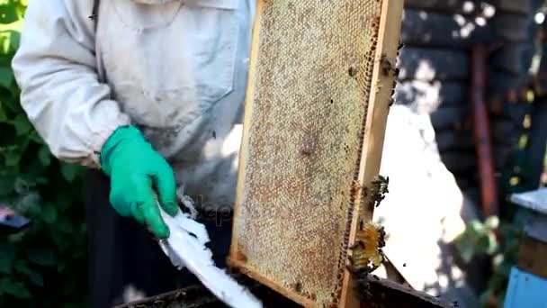 Apicultor verificando uma colmeia para garantir a saúde da colônia de abelhas ou coletando mel. Estilo de vida saudável — Vídeo de Stock