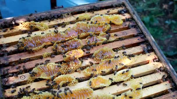 Beekeeper checking a beehive to ensure health of the bee colony or collecting honey. Healthy lifestyle — Stock Video