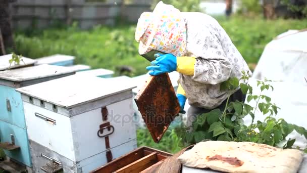 O apicultor segura uma armação com larvas de abelhas em suas mãos. Os favos de mel estão desenvolvendo larvas de abelhas futura geração de insetos benéficos. Fechar. — Vídeo de Stock