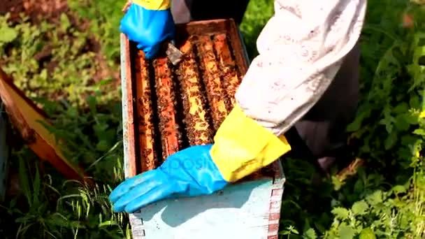 Close-up zicht op de geopende korf lichaam toont de frames bevolkt door honingbijen. — Stockvideo