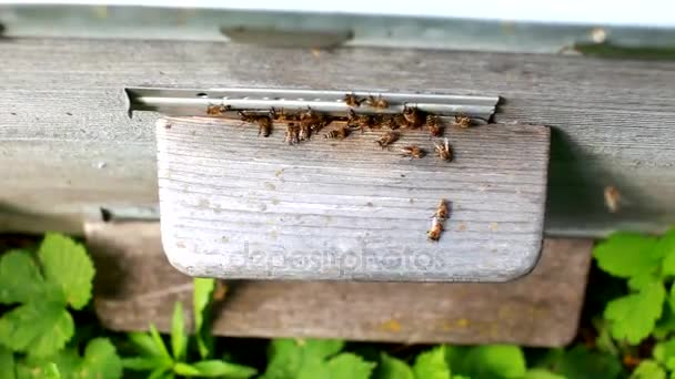 Nahaufnahme von Bienen, die in ihren Bienenstöcken ein- und ausfliegen. Einige der Bienen tragen goldene Pollenklumpen an den Beinen — Stockvideo