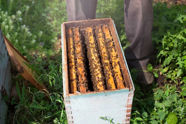 Οι μέλισσες μπροστά κυψέλη είσοδος κλείσιμο-upclose προβολή του σώματος άνοιξε κυψέλη εμφανίζει τα πλαίσια που κατοικείται από μέλισσες. — Φωτογραφία Αρχείου