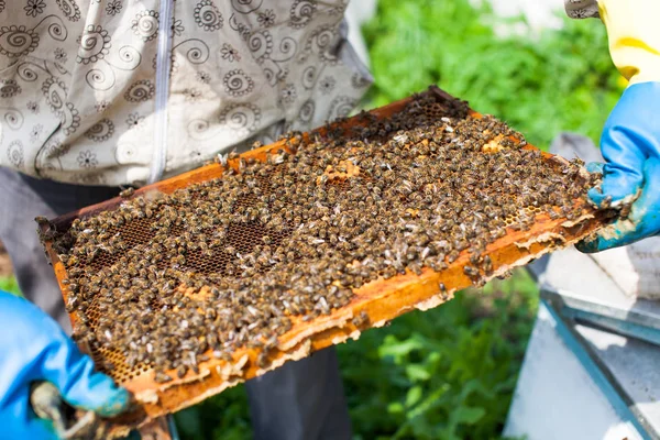 De imker heeft een frame met larven van bijen in zijn handen. Honingraten ontwikkelen de larven van de toekomstige generatie van de bijen van nuttige insecten. Closeup — Stockfoto