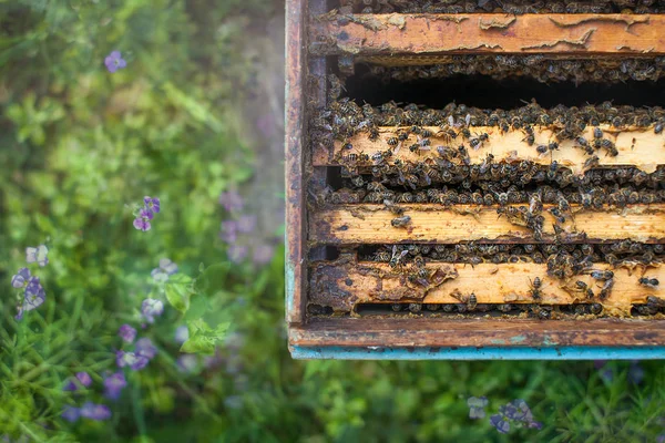 De bijen vooraan component ingang sluiten-upclose up van het lichaam van de geopende korf tonen de frames bevolkt door bijen. — Stockfoto