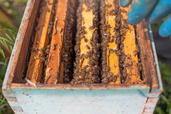 Пчелы у входа в улей крупным планом Закрыть вид на открытое тело улья, показывающее рамы, населенные пчелами . — стоковое фото
