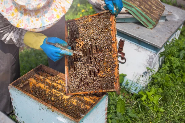 Ο μελισσοκόμος κατέχει ένα πλαίσιο με προνύμφες μελισσών στα χέρια του. Κηρήθρες αναπτύσσονται οι προνύμφες μελισσών μελλοντική γενιά των ωφέλιμων εντόμων. Κινηματογράφηση σε πρώτο πλάνο — Φωτογραφία Αρχείου