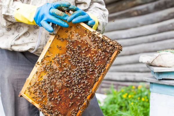 Ο μελισσοκόμος κατέχει ένα πλαίσιο με προνύμφες μελισσών στα χέρια του. Κηρήθρες αναπτύσσονται οι προνύμφες μελισσών μελλοντική γενιά των ωφέλιμων εντόμων. Κινηματογράφηση σε πρώτο πλάνο — Φωτογραφία Αρχείου