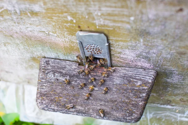 Οι μέλισσες στην κυψέλη μπροστινή είσοδο γκρο πλαν — Φωτογραφία Αρχείου