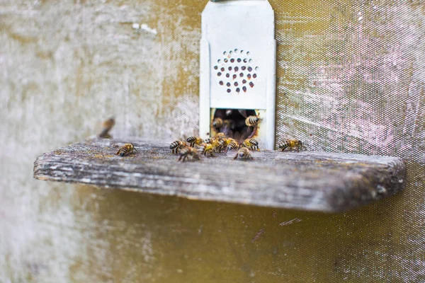 Las abejas en la entrada de la colmena delantera de cerca — Foto de Stock